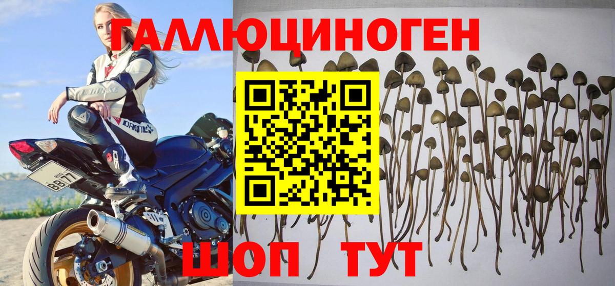 Галлюциногенные грибы MAGIC MUSHROOMS Черногорск